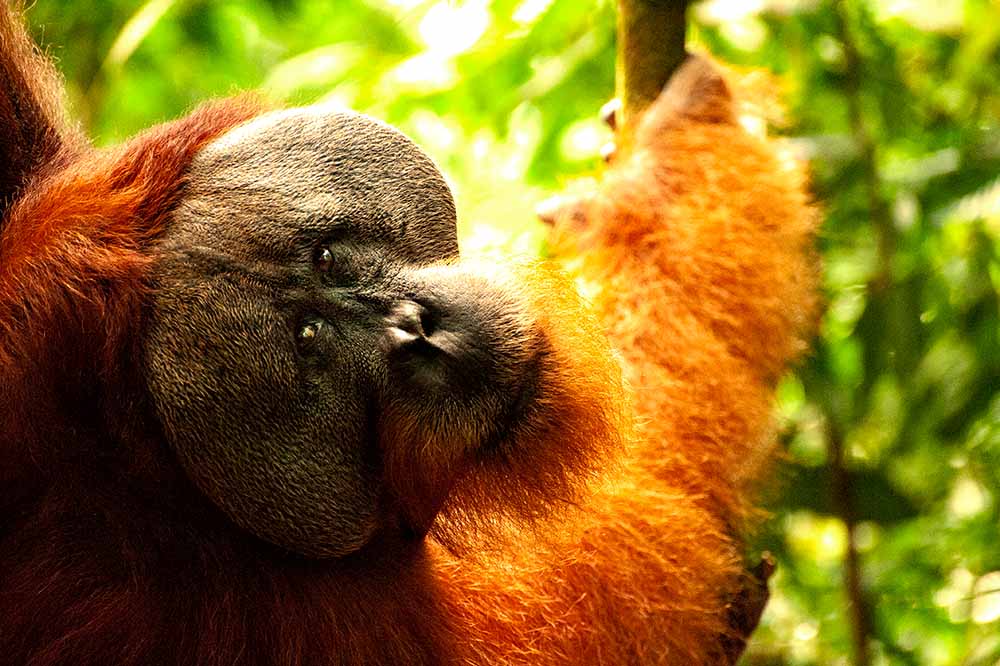 Orang-outang dans un arbre au park Gunug Leuser a Sumatra