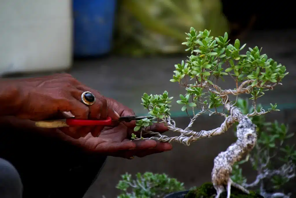 Respect de la nature à Bali - Amanaska