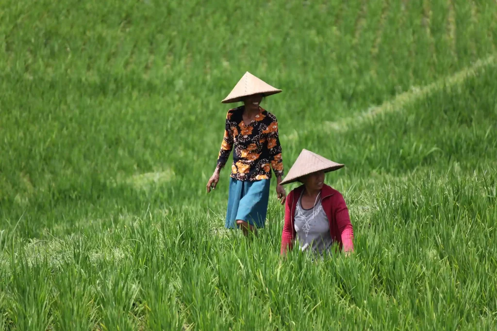 Récolte dans un Subak à Bali