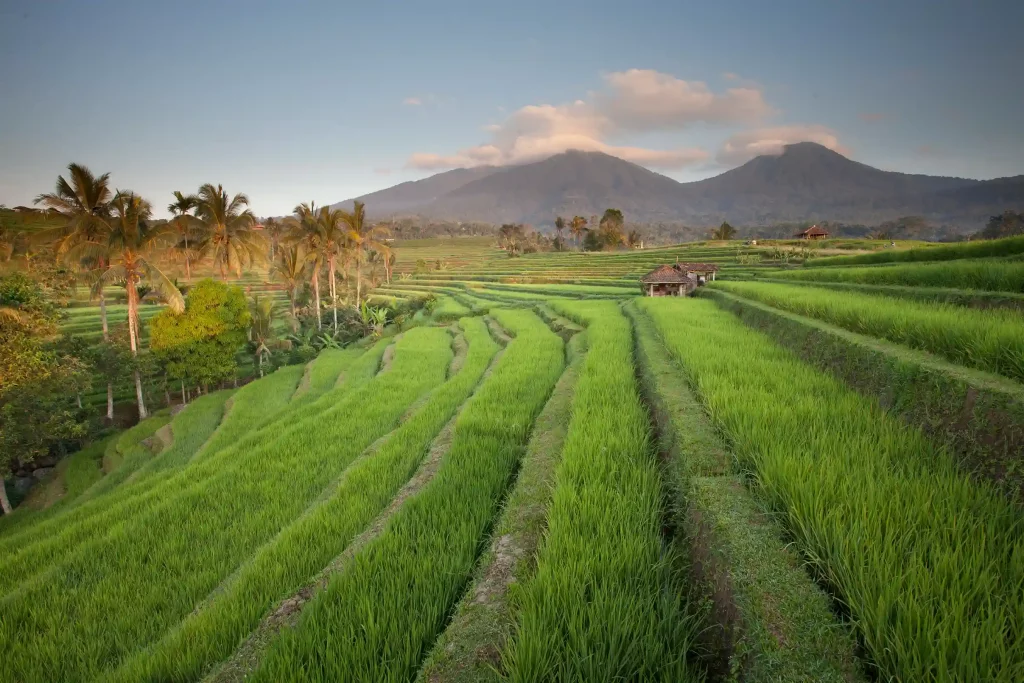 Subak - Rizière Bali