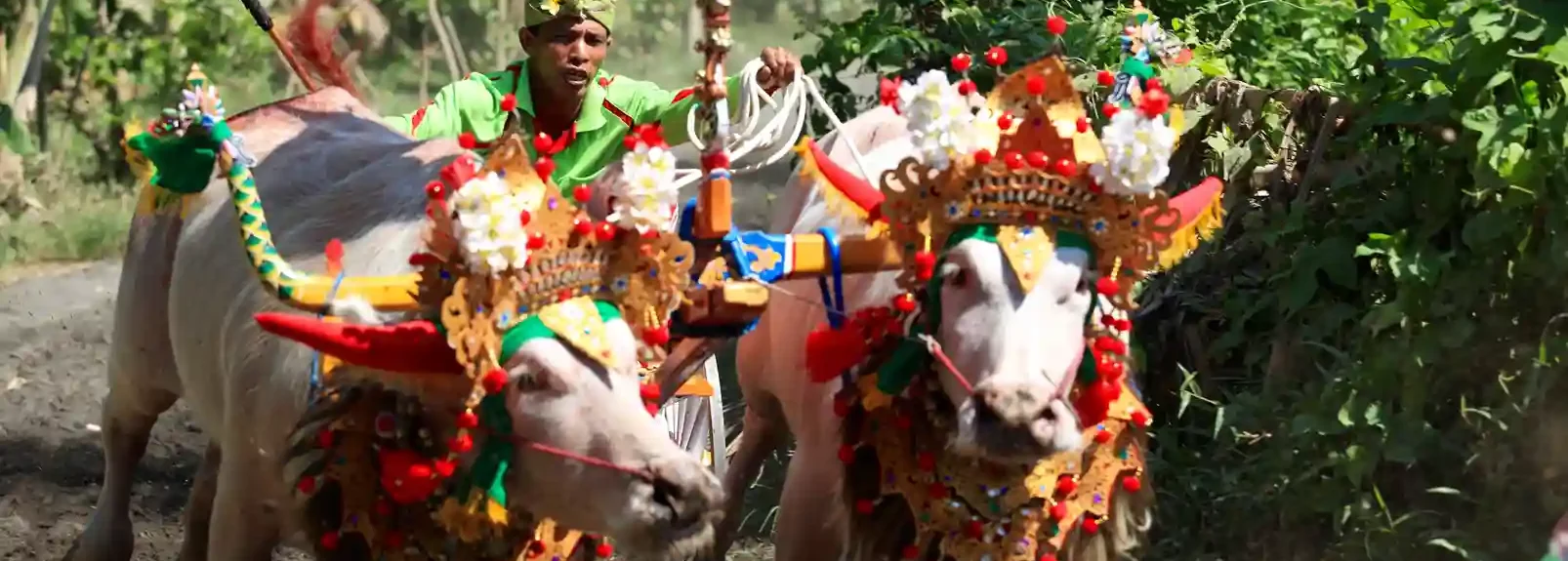 Découvrir Bali - Makepung - course de buffles