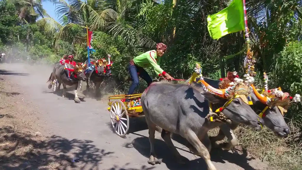 Découvrez Makepung lors de ses vacances à Bali, la célèbre course de buffles : tradition, rituels, vitesse et culture paysanne. Un événement unique à vivre dans l’ouest de l’île.