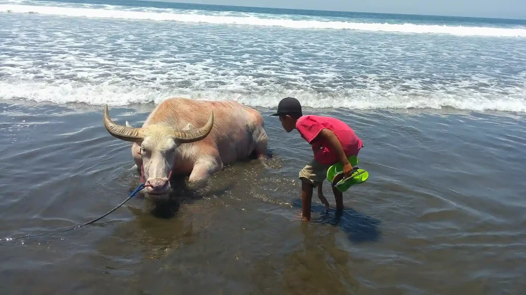 Découvrir Bali - Makepung - boeufs au repos à Negara