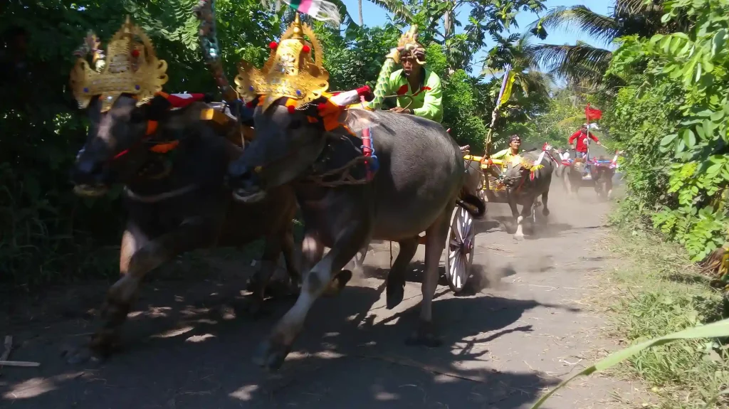 Découvrir Bali - Makepung