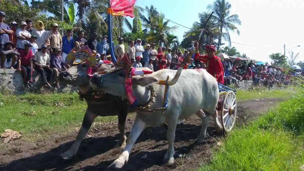 Découvrir Bali - Makepung - voyage Bali