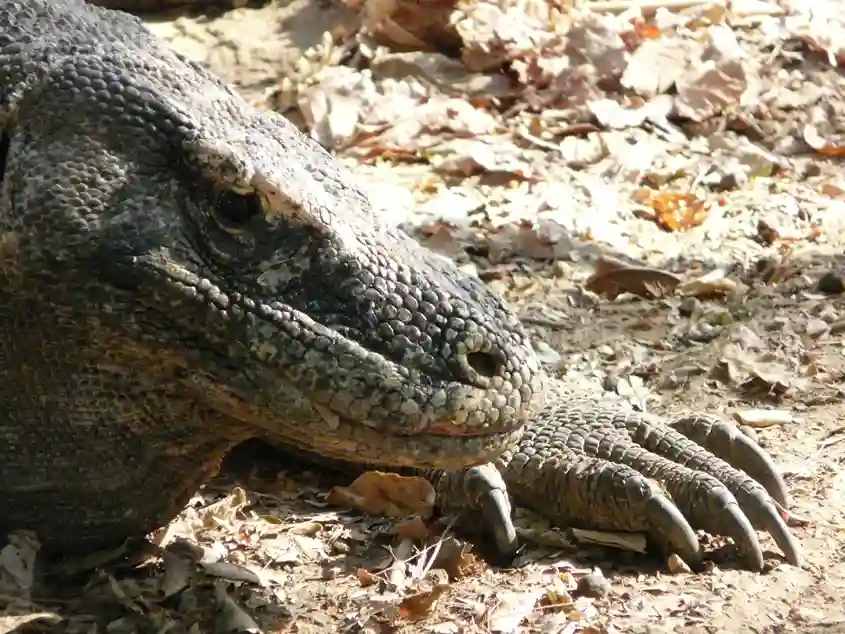 Voyage à Flores - dragon de Komodo