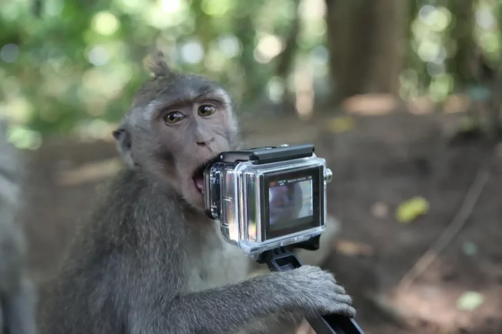 Séjour à Bali hors des sentiers battus - Amanaska - Agence de voyage à Bali -Singe Chapardeur